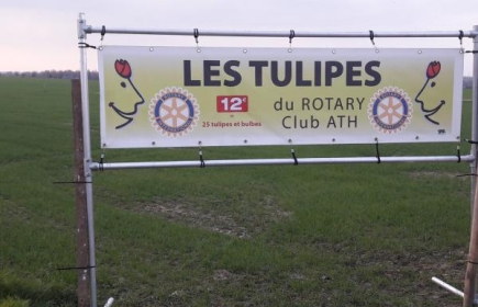 Campagne Tulipes